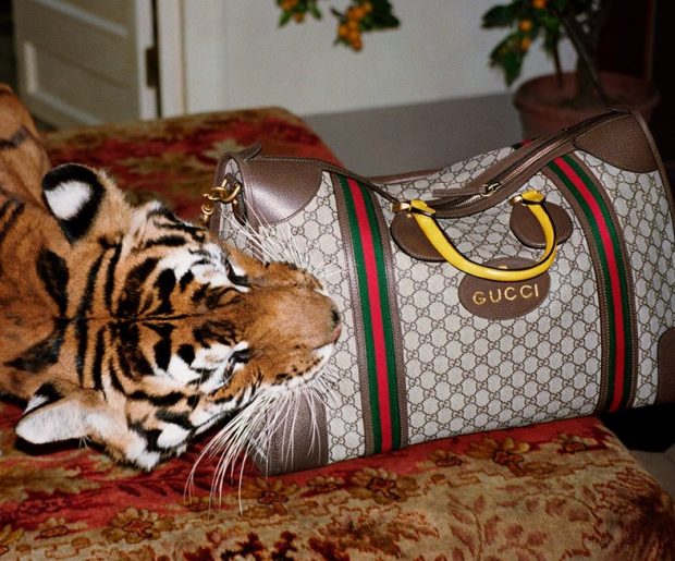 Gucci Bengal - Gucci Stories