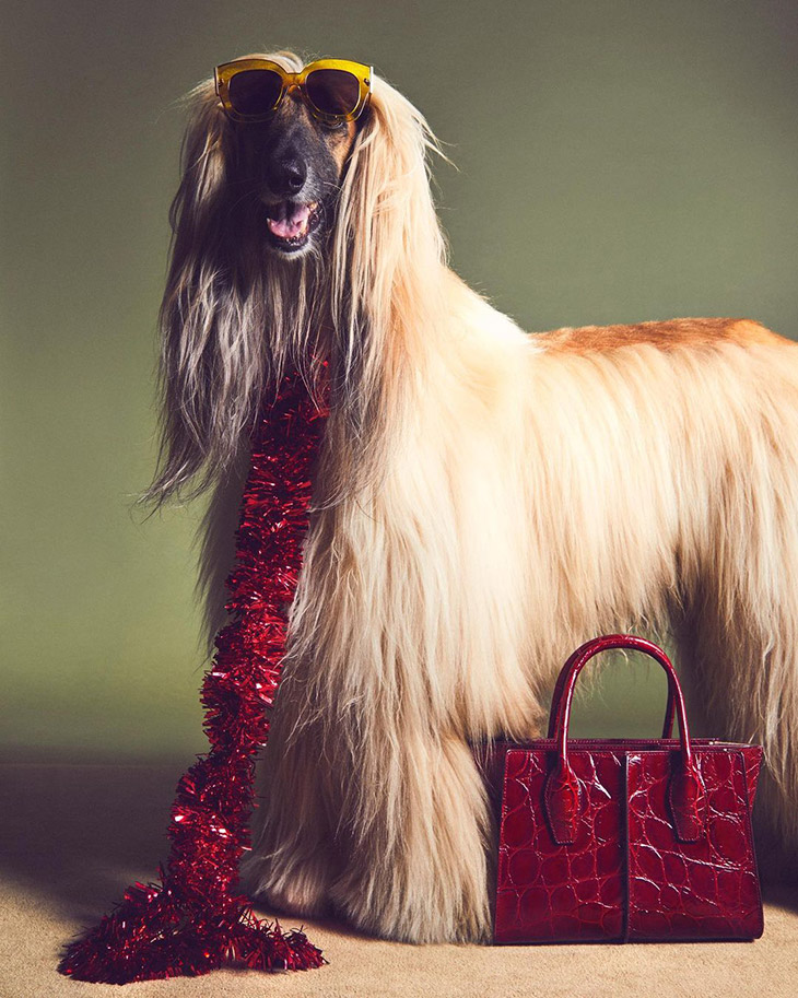 Louis Vuitton, Tod's, Balenciaga, And More: Fashion Houses Create The  Paw-fect Holiday Campaign With Dogs