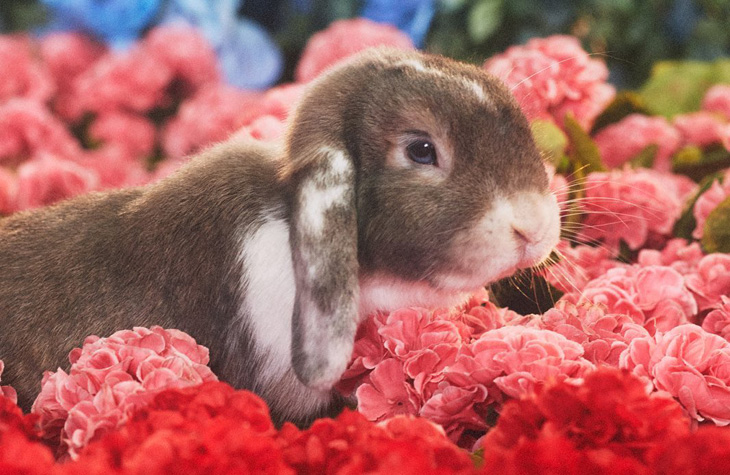 Laruce Lunar New Year 2023 Year of the Rabbit Envelopes – LARUCE Beauty