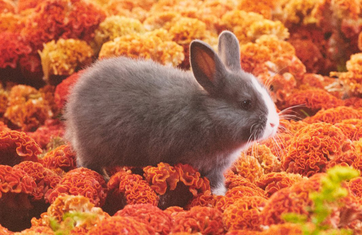 GUCCI Celebrates the Year of the Rabbit